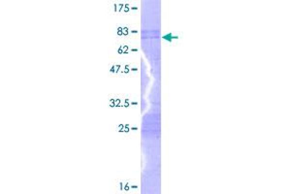 PBX2 Protein (AA 1-430) (GST tag)