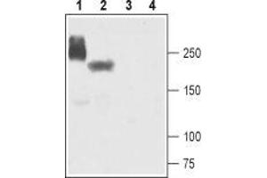 Western blot analysis of human-NaV1. (SCN5A antibody  (Intracellular))