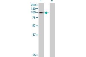 AGGF1 antibody  (AA 1-714)