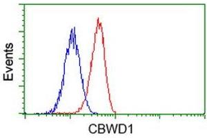 Image no. 2 for anti-COBW Domain Containing 1 (CBWD1) antibody (ABIN1497118) (CBWD1 antibody)