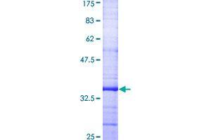 GJB1 Protein (AA 75-174) (GST tag)