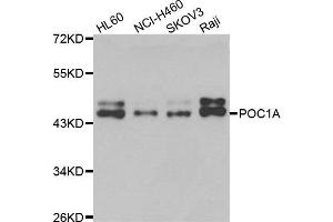 Western blot analysis of extracts of various cell lines, using POC1A antibody. (POC1A antibody)