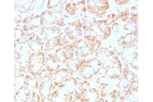 IHC testing of FFPE human pancreas with VLDLR antibody (clone VLPR-1). (VLDLR antibody  (C-Term))