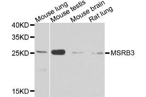 Western blot analysis of extracts of various cell lines, using MSRB3 antibody. (MSRB3 antibody  (AA 1-185))