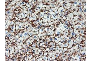 Image no. 4 for anti-Glutamyl Aminopeptidase (Aminopeptidase A) (ENPEP) antibody (ABIN1498029) (ENPEP antibody)