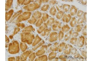 Immunoperoxidase of monoclonal antibody to PGRMC2 on formalin-fixed paraffin-embedded human stomach. (PGRMC2 antibody  (AA 124-223))