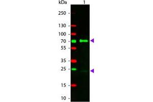 Image no. 1 for Donkey anti-Chicken IgY (Whole Molecule) antibody (TRITC) (ABIN1102431) (Donkey anti-Chicken IgY (Whole Molecule) Antibody (TRITC))