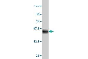 Western Blot detection against Immunogen (40. (IFITM3 antibody  (AA 1-133))