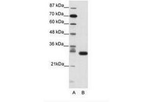 Image no. 1 for anti-Cyclin-Dependent Kinase 5 (CDK5) (N-Term) antibody (ABIN202178)