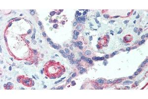 Immunohistochemistry of paraffin-embedded Human Placenta using APOL2 Polyclonal Antibody at dilution of 1:50.
