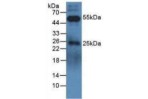 Western blot analysis of Dog Serum. (Rabbit anti-Dog IgG Antibody)
