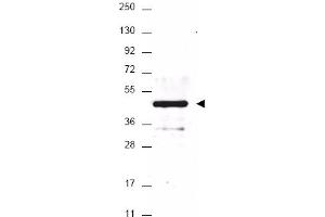 Image no. 1 for anti-HA-Tag antibody (ABIN401240) (HA-Tag antibody)