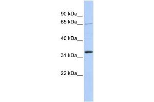 Western Blotting (WB) image for anti-Grainyhead-Like 2 (GRHL2) antibody (ABIN2458424) (GRHL2 antibody)