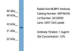 WB Suggested Anti-NUBP1  Antibody Titration: 0. (NUBP1 antibody  (N-Term))
