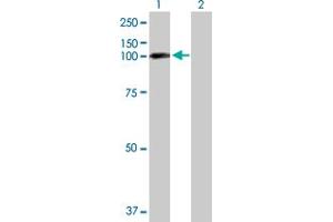 Western Blot analysis of EPB41L1 expression in transfected 293T cell line by EPB41L1 MaxPab polyclonal antibody.