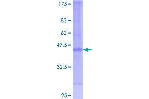 Chromosome 5 Open Reading Frame 32 (C5orf32) (AA 1-97) protein (GST tag)
