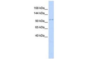 Image no. 1 for anti-Neural Precursor Cell Expressed, Developmentally Down-Regulated 4, E3 Ubiquitin Protein Ligase (NEDD4) (AA 324-373) antibody (ABIN6743150) (NEDD4 antibody  (AA 324-373))