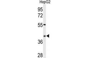 Western Blotting (WB) image for anti-WD Repeat Domain 82 (WDR82) antibody (ABIN3002141)