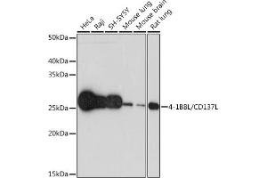 Western blot analysis of extracts of various cell lines, using 4-1BBL/CD137L Rabbit mAb (ABIN7271060) at 1:1000 dilution. (TNFSF9 antibody)