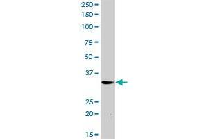 PLSCR3 MaxPab rabbit polyclonal antibody. (PLSCR3 antibody  (AA 1-295))