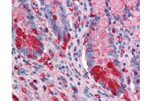 Image no. 1 for anti-Intestinal Alkaline Phosphatase (ALPI) antibody (ABIN303053) (Intestinal Alkaline Phosphatase antibody)