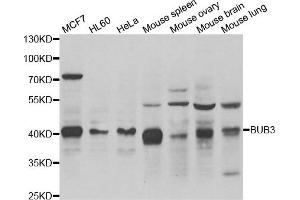 Western blot analysis of extracts of various cell lines, using BUB3 antibody. (BUB3 antibody)