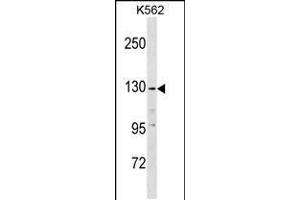 Western blot analysis in K562 cell line lysates (35ug/lane). (EGF antibody  (C-Term))