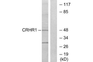Western blot analysis of extracts from HT-29 cells, using CRHR1 antibody.
