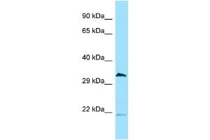 Western Blotting (WB) image for anti-Cell Division Cycle 37-Like 1 (CDC37L1) (N-Term) antibody (ABIN2789146) (CDC37L1 antibody  (N-Term))
