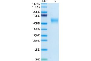 OLR1 Protein (AA 60-363) (His tag)