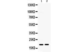 Anti- IP10 Picoband antibody, Western blottingAll lanes: Anti IP10  at 0. (CXCL10 antibody  (AA 22-98))