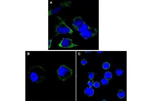 Confocal immunofluorescence analysis of Hela (A), A431 (B) and THP-1 (C) cells using RTN3 antibody (green). (Reticulon 3 antibody)