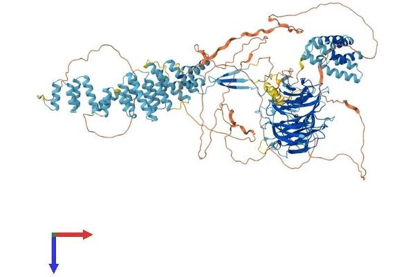 SEC31A Protein (AA 1-1220) (His tag)