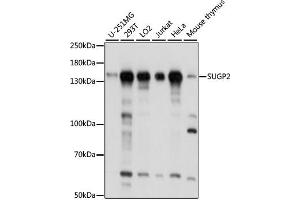 Western blot analysis of extracts of various cell lines, using SUGP2 antibody  at 1:1000 dilution. (SFRS14 antibody  (AA 500-700))
