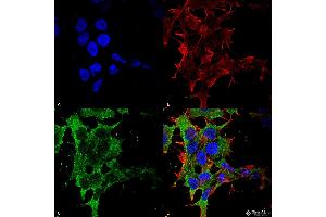 Immunocytochemistry/Immunofluorescence analysis using Mouse Anti-GABA-B Receptor 2 Monoclonal Antibody, Clone S81-2 . (GABBR2 antibody  (AA 861-912) (Atto 488))