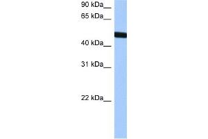 WB Suggested Anti-TBX20 Antibody Titration:  0. (TBX20 antibody  (Middle Region))