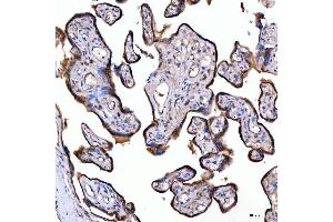 IHC analysis of SUMF2 using anti-SUMF2 antibody (ABIN7600954). (SUMF2 antibody  (AA 26-301))