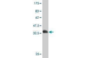 Western Blot detection against Immunogen (36. (REV1 antibody  (AA 1097-1194))