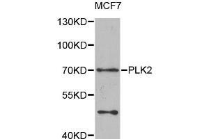 Western blot analysis of extracts of MCF-7 cells, using PLK2 antibody (ABIN5975471) at 1/1000 dilution. (PLK2 antibody)