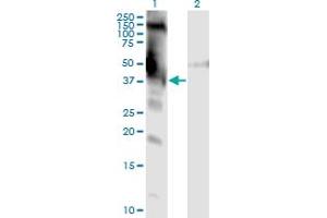 Western Blot analysis of DMWD expression in transfected 293T cell line by DMWD monoclonal antibody (M01), clone 3F5.