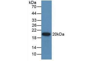 Western blot analysis of recombinant Human GREM1. (GREM1 antibody  (AA 26-184))