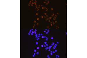 Immunofluorescence (IF) image for anti-Retinoid X Receptor, alpha (RXRA) antibody (ABIN7269948)