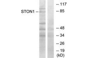 Western blot analysis of extracts from K562 cells, using STON1 Antibody.