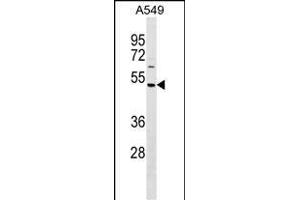 HAUS8 Antibody (N-term) (ABIN1539250 and ABIN2849773) western blot analysis in A549 cell line lysates (35 μg/lane).