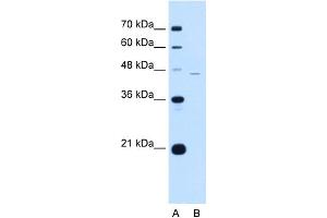 WB Suggested Anti-SIGLEC9 Antibody Titration:  0.