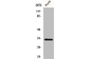 Western Blot analysis of HepG2 cells using DcR3 Polyclonal Antibody