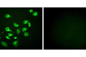 Peptide - +Immunofluorescence analysis of HepG2 cells, using GRP94 antibody (#C0218). (GRP94 antibody)