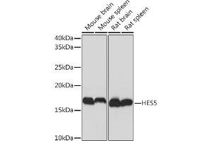 Western blot analysis of extracts of various cell lines, using HES5 Rabbit mAb (ABIN7267559) at 1:1000 dilution.