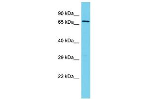 Host: Rabbit Target Name: FERMT2 Sample Type: HT1080 Whole Cell lysates Antibody Dilution: 1.
