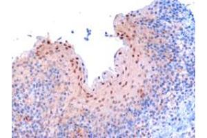ABIN185045 (3 µg/mL) staining of paraffin embedded human tonsil.
